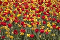 Meadow of varieties of tulips park SigurtÃÂ  Valeggio sul Mincio Verona Italy